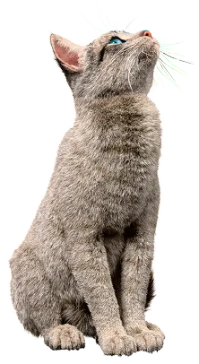 CATTIX cat